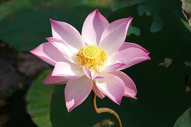 lotus-1276369_640.jpg