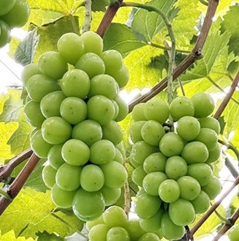 화면 캡처 2025-09-09 130955.jpg